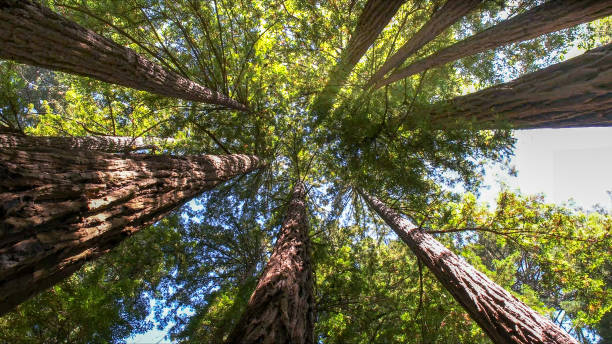 How Our Tree Care Process Works  in  Uhland, TX