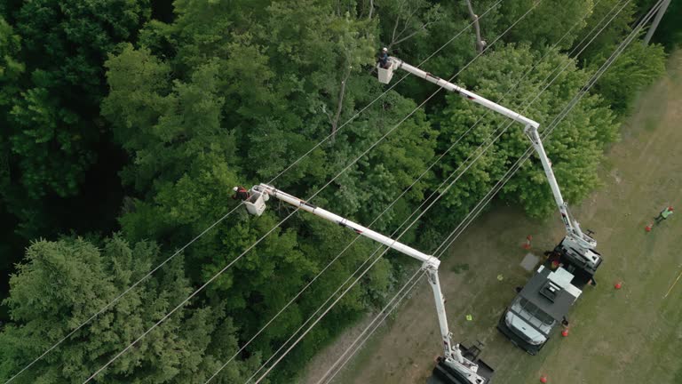 Uhland, TX Tree Services Company